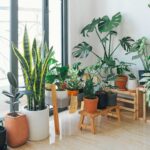 Indoor Plants that Absorb EMF Radiation